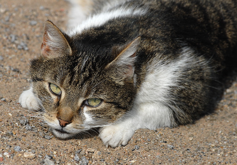 Tiere DDD_4594 Kopie.jpg   26.04.jpg